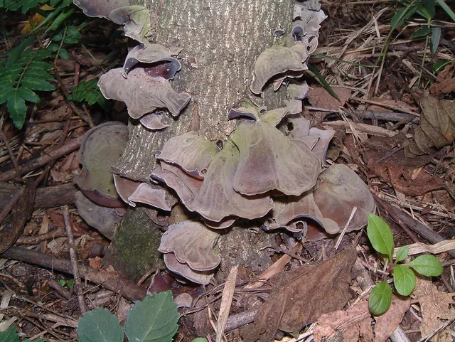 Kikurage wood-ear mushrooms. Actual kikurage mushrooms growing on wood, photographed in Gunma in July 2007. This shows the mushroom itself before the preparation and slicing used for ramen.